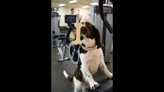 Gym Stepper