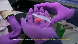 Substituting Animals with Biohybrid Robots: Speculative Interactions with Animal-Robot Hybrids