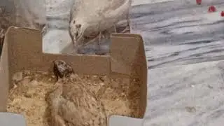 Cute chick playing in a box 🎁 & dust pure fun in the soil 🟤🤎