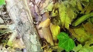 grillon des bois #video