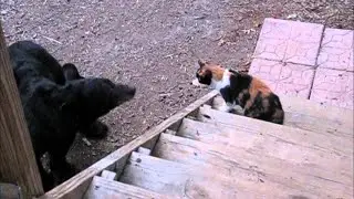 Angry Cats vs Wild Animals Caught on Camera