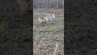Farm turks throwin spurs