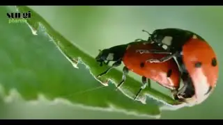 Ladybug Mating Game || How do ladybugs mate?