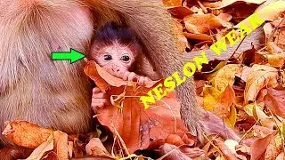 Poor Baby Nelson Still So Weak,But Keep Playing & Moving|#Monkey Nightmare