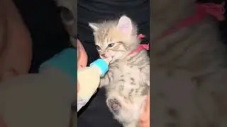  when the cats eat after a long time 🐈 #cat  #cute #viral #foryou #funnycats #catvideos #cateating 