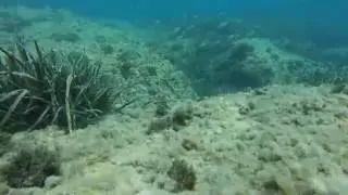 la faune et la flore &agrave; boussaadoune a rabta jijel le 05/09/2016