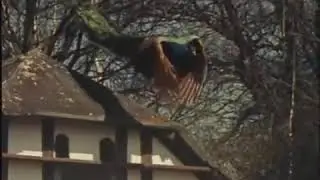 Peacock Flying High   from the roof,So amazing#peacock💖