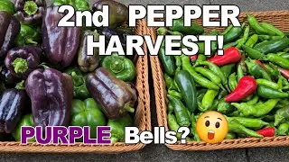 Huge Pepper Harvest! Purple Bell Peppers + Hot Jalapenos | Garden Bounty! | NJ and TX Garden