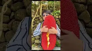 Biggest Jackfruit in The World Enjoy