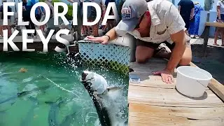 Miami to Key West Overseas Highway Road Trip | Gators, Breweries, Key Deer & Tarpon Feeding!
