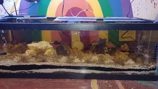 dirted, deep sand bed, planted marine & freshwater setup.