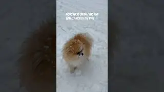 #FirstSnow #SnowDay #WinterVibes #SnowMagic #TravelShorts #YTShorts #Shorts #Winter #Pomeranian #Dog