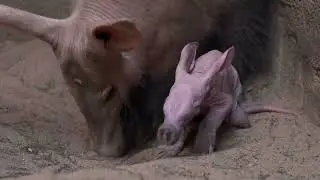 Chester Zoo Welcomes Its First-Ever Baby Aardvark