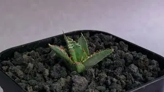 20260117 アガベ・チタノタ　毛怪(芽)-001｜Agave titanota monster