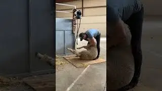 Sheep shearing live from Fiber Festival of New England 2024