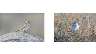 Artemisiospiza Sparrows | Bird Identification Guide