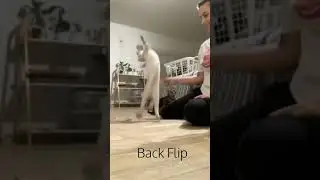 Cat Back-flip | How to train your cat for back flip #cat #funnycat #shorts