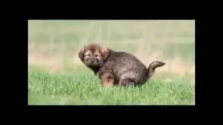 REESES TREE SONG PARODY from Wilhite and Wall