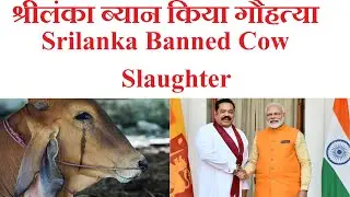Srilanka Planning to Ban Cow slaughter | MN Updates