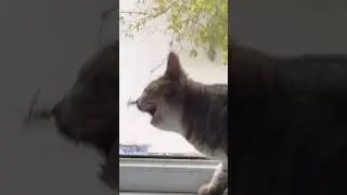 A bee bit the cat's mouth😱🤣 #comedy #funny #funnytrynottolaughchallange