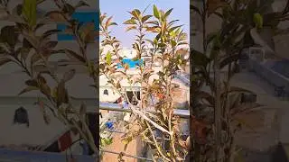 நாட்டு #செம்பருத்தி #south #garden #organic #plants #minivlog #delhi #shorts #youtubeshorts