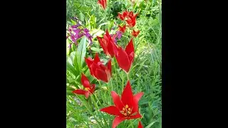 Head Gardener Asa talks about Tulipa sprengeri.