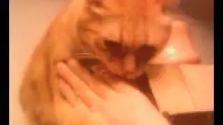 gatto willy combatte a zampate fulminee controllando il territorio dall'alto