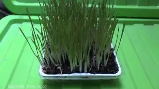 Grow Barley - Time-lapse photography