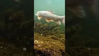White Sucker Anyone 👀 #fishing #shorts #underwatercamera
