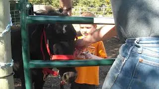 First halter 9/18/16