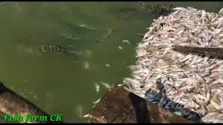 Giant snakeheads feeding | Fish farm CK of Cambodia