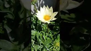 Gazania rigens (splendens), treasure flower  #nature #flowers #garden #talkingnature #gardening