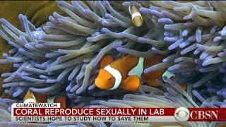 Scientists successfully get coral to sexually reproduce in laboratory conditions