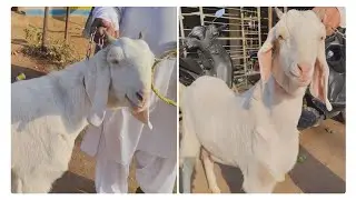 GULABI FEMALE || DOODH WALI BAKRI | JUMBO SIZE