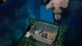 Amazing kitten & love birds sleeping together