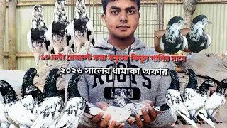 ২০২৬ সালের ধামাকা অফার পাকিস্তানি টেডি কবুতর কিনুন পানির দামে। #সেল পোস্ট #pigeonsell#pigeonlaver