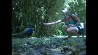 FEEDING THE WILD ST AUGUSTINE PEACOCK