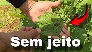 ✅️ VOLTAMOS NA PLANTAÇÃO DO FEIJÃO, confiram no vídeo, teve pescaria também...