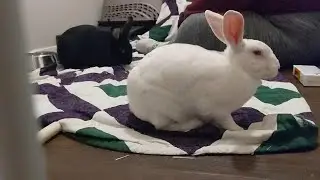 Snowdrop Health Update 1: Not Much Improvement