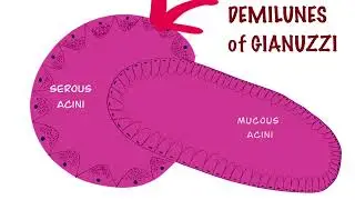 What is DEMILUNES of GIANUZZI???Dental pulse mcq/Dental Viva/ NEET PG /Dental PSC