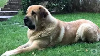 Spanish Mastiff #animals