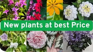 Flowering plants and  Rex Begonias at best price.. Whatsapp 7406010927