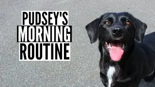 Pudseys Morning Routine | 2015!