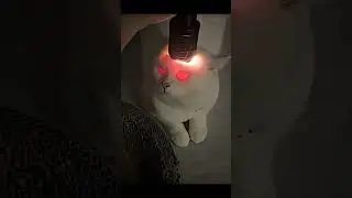 Look at the eyes!! when you shine a flashlight on a cat's head