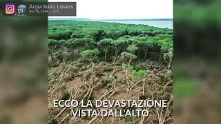 Il paradiso ferito, alla Feniglia giù 1000 pini per il vento
