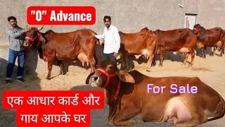 सिर्फ आधार कार्ड और गाय आपके घर 😀26 लीटर तक दूध की गाय Pure Sahiwal Rathi Gir Cow ✨ Cash on Delivery