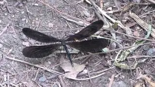 Wing Display of Ebony Jewelwing Damselfly Female ハグロトンボ♀の翅紋誇示