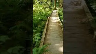 August 25, 2021 Olympic National Park - Ancient Groves Nature Trail