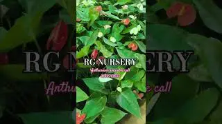 RG NURSERY #anthuriumplant #datepalm #anthurium #trending #treeplantation #trees #datepalmtree #palm