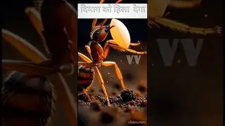 दुनिया के कुछ ऐसे जीव जो दिमाग को हिला देगा#facts #animal fact#factshorts #factsdaily #factvideo